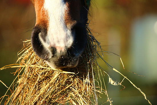 Chewing Hay