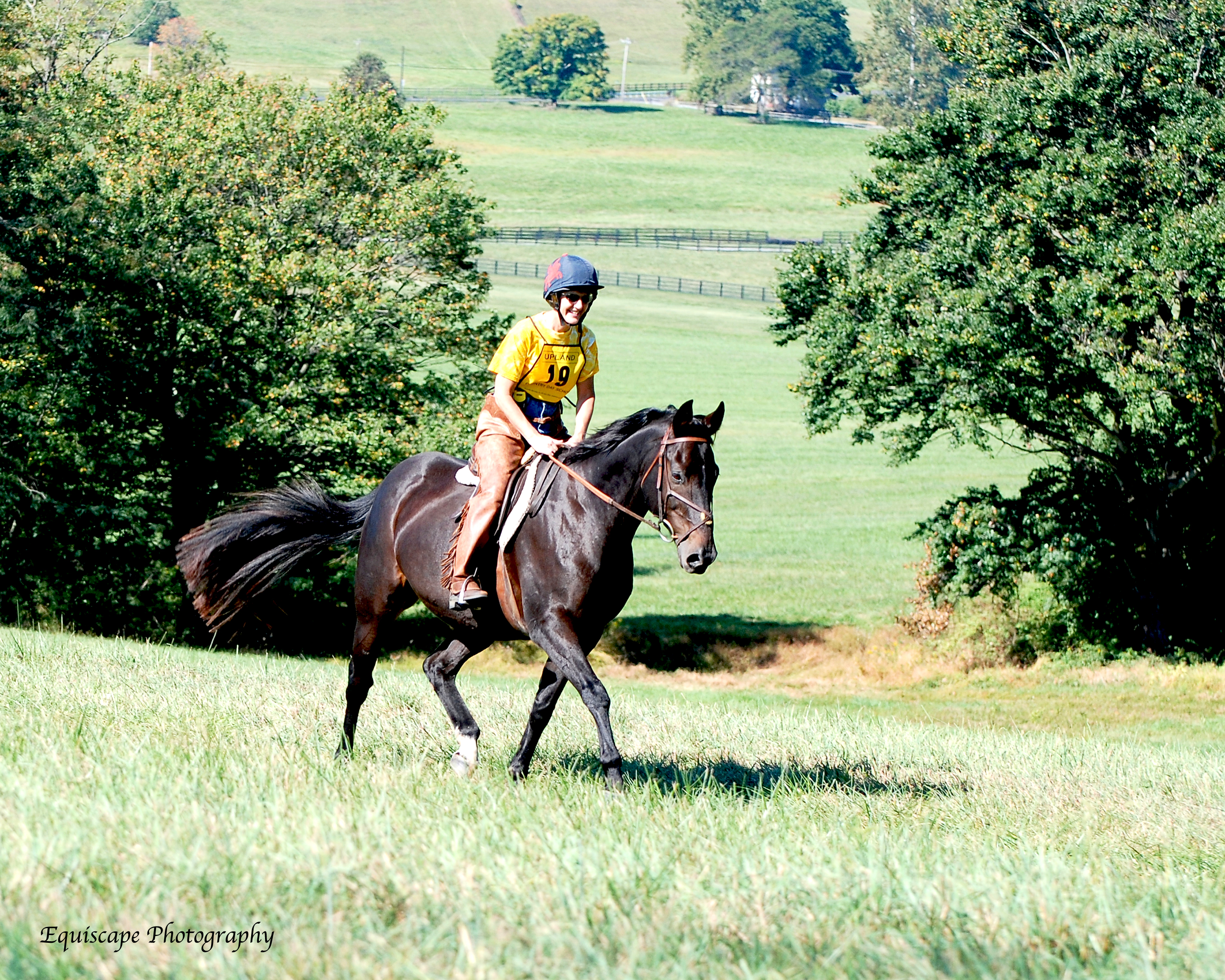 retired racehorse