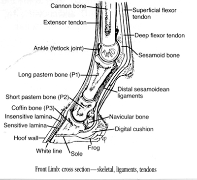 Laminitis