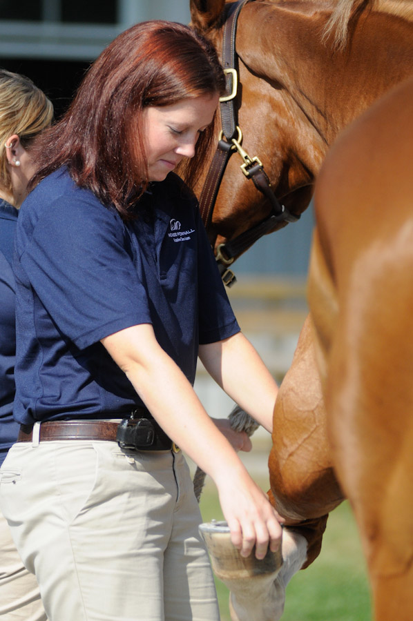 veterinarian