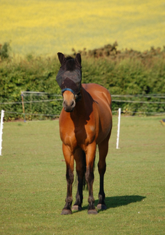 Fly Mask