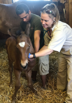 Foal Care