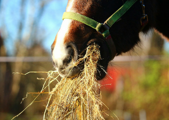 Horse and Hay