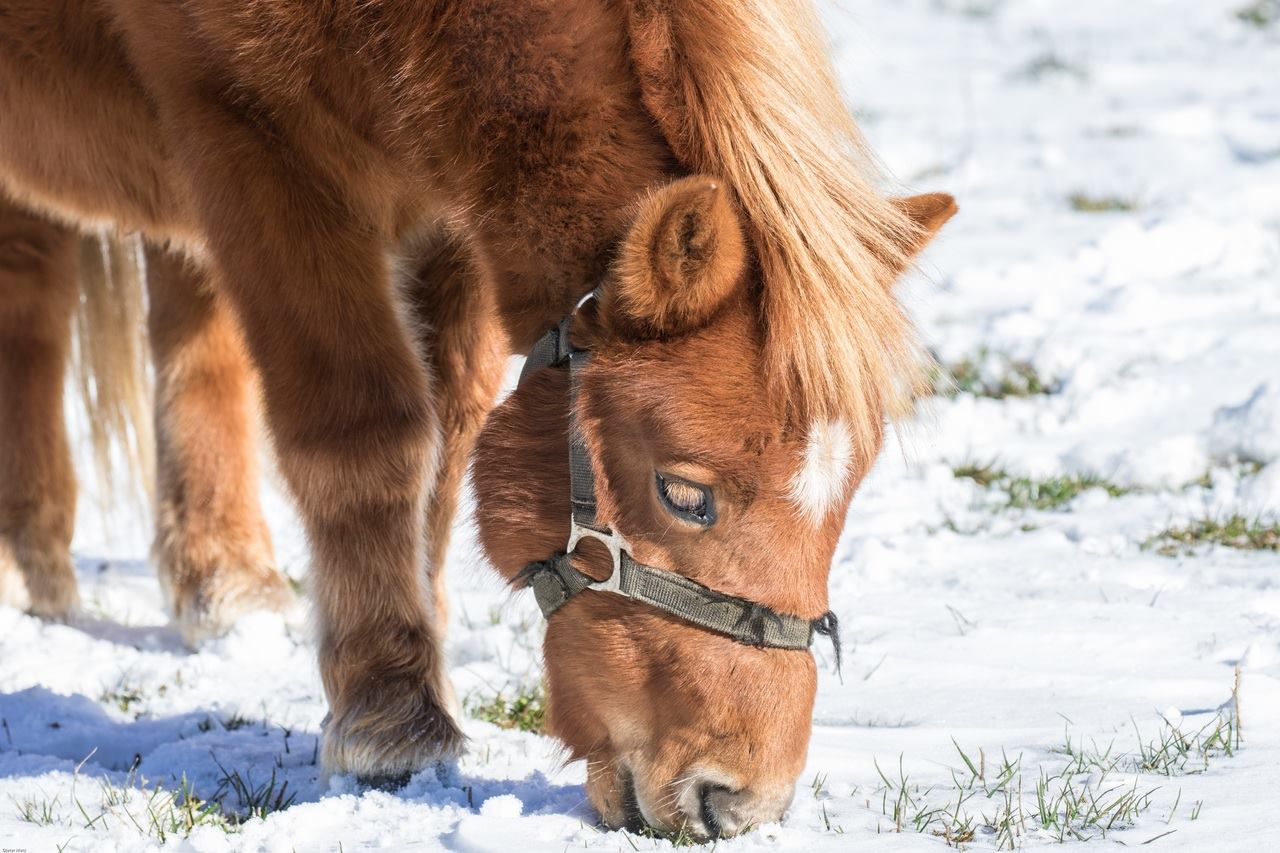 winter nutrition