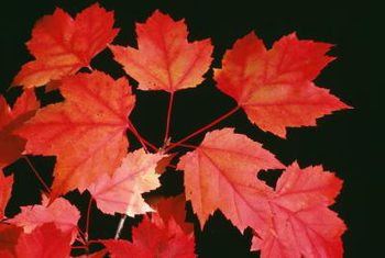 red maple leaves