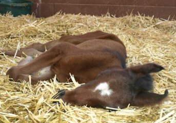 sleeping foal