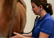 Vet examining horse abdomen