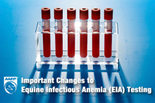 new requirements for Equine Infectious Anemia (EIA) testing