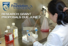 The Foundation for the Horse Research Grant Proposals Due June 7