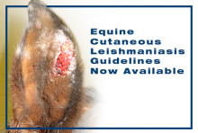 Equine Cutaneous Leishmaniasis Guidelines Now Available from the AAEP