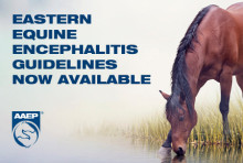 Eastern Equine Encephalitis Guidelines Now Available from the AAEP