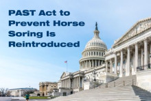 Crapo, Warner Reintroduce Bipartisan PAST Act to Prevent Horse Soring